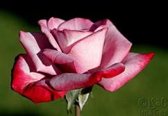 Pink Varigated Rose